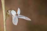 White lobelia